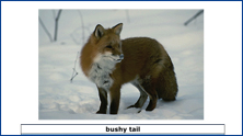BWWild1